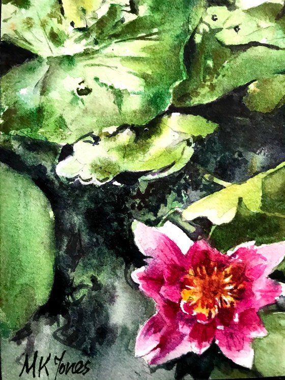 Water lilies