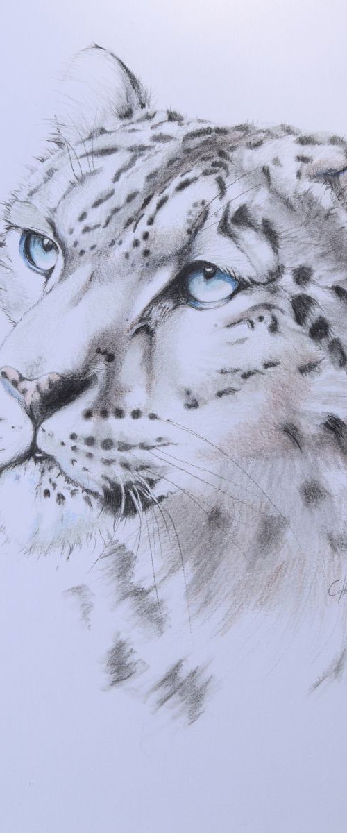 'Snow Leopard 3' by Nicola Colbran