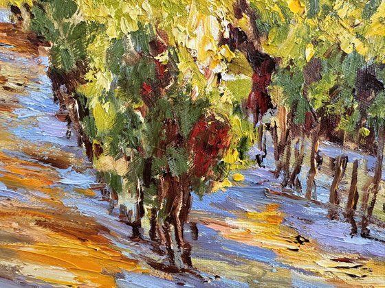 Vignes sous le soleil
