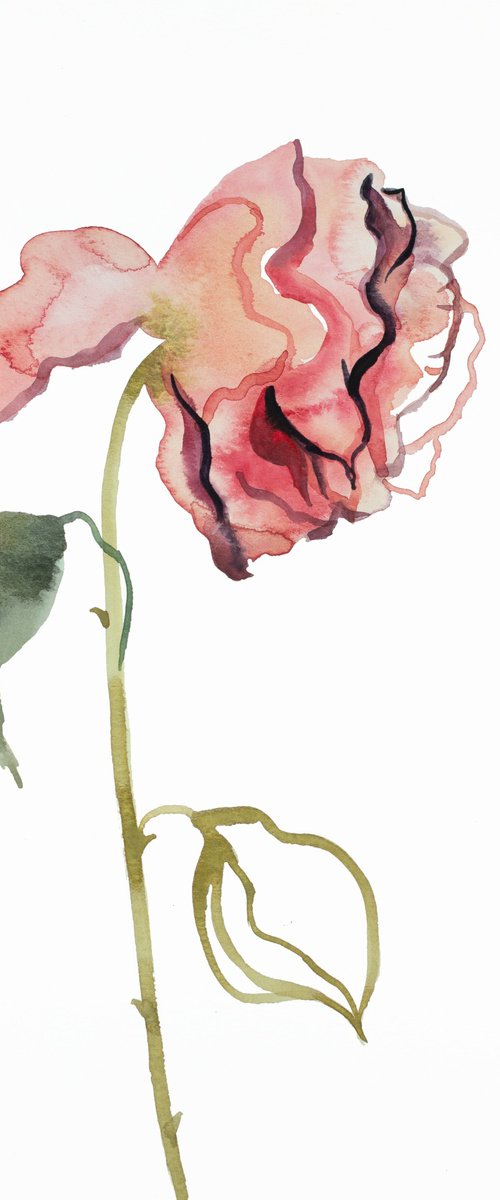 Rose Study No. 46 by Elizabeth Becker