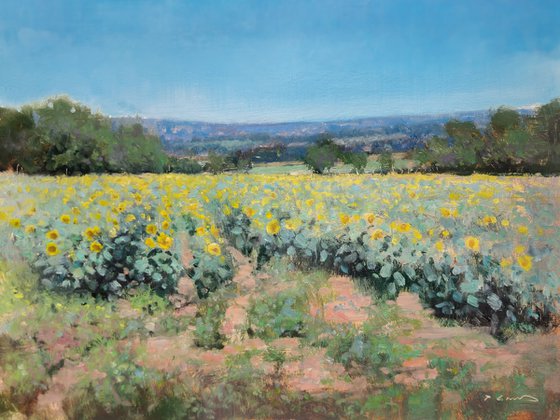 Sunflower Fields