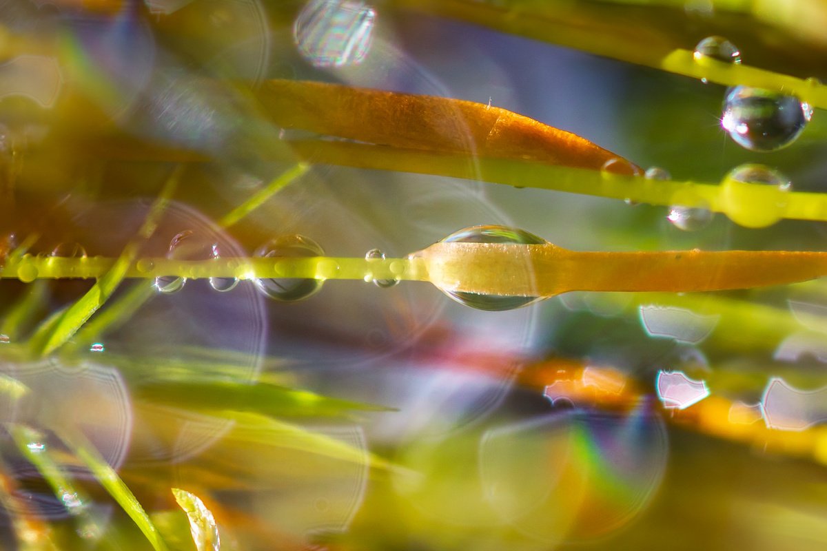 Abstract Botanical Photograph By Inna Etuvgi, 16 X 12, Mossy Dreamscape - Matted, Original Artwork