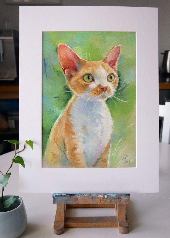 portrait of a Devon Rex cat