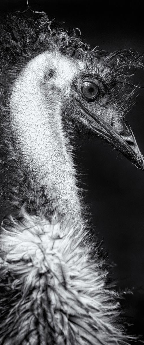 Emu by Paul Nash