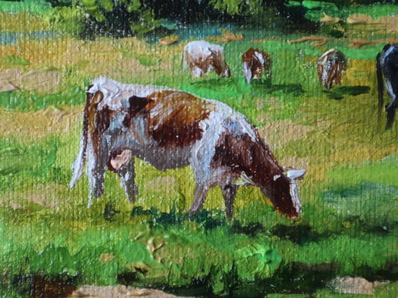 Grazing Cows