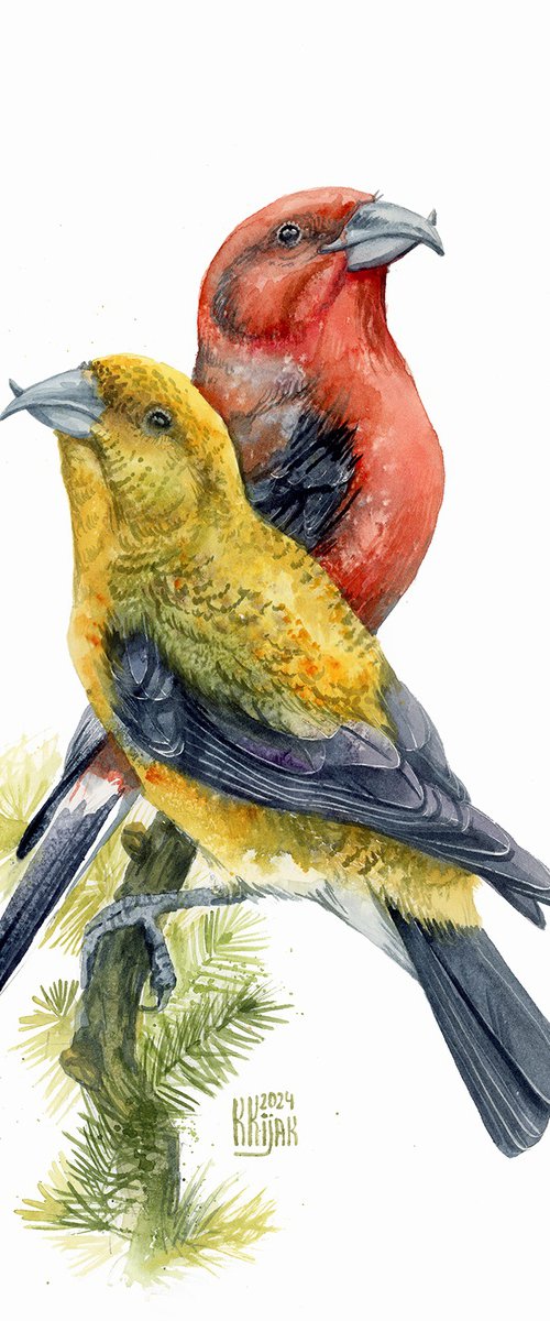 Red crossbill by Karolina Kijak