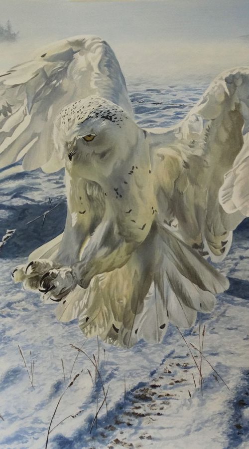Snowy Owl by Julian Wheat