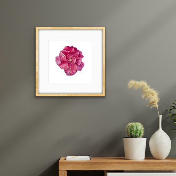 Pink oleander. Original watercolor artwork