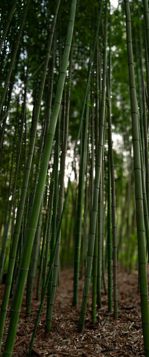 Silent Verticals — Rome Bamboo Forest by Chiara Vignudelli