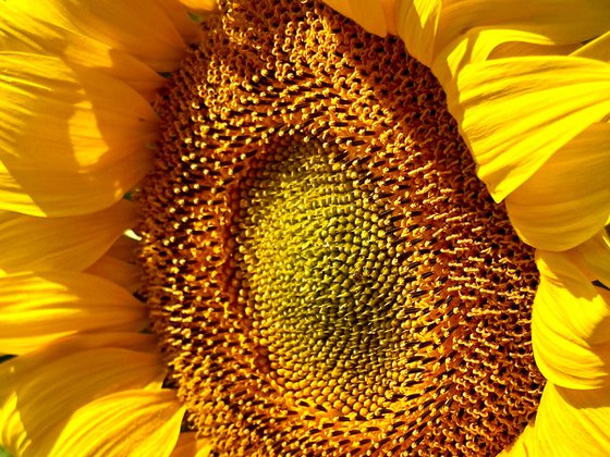 Normandy Sunflower