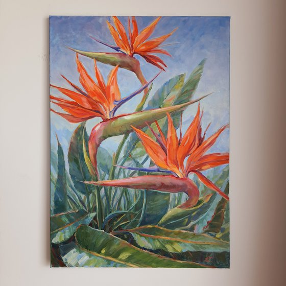 Birds of Paradise