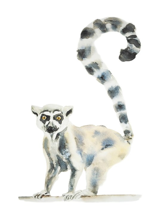 Ring tailed lemur watercolor