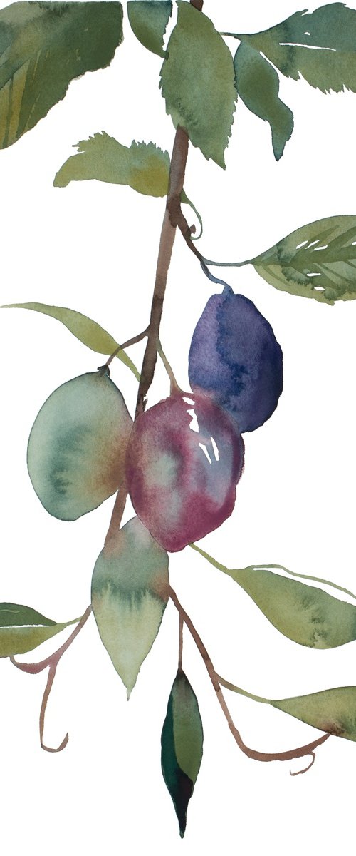 Plum Study No. 2 by Elizabeth Becker