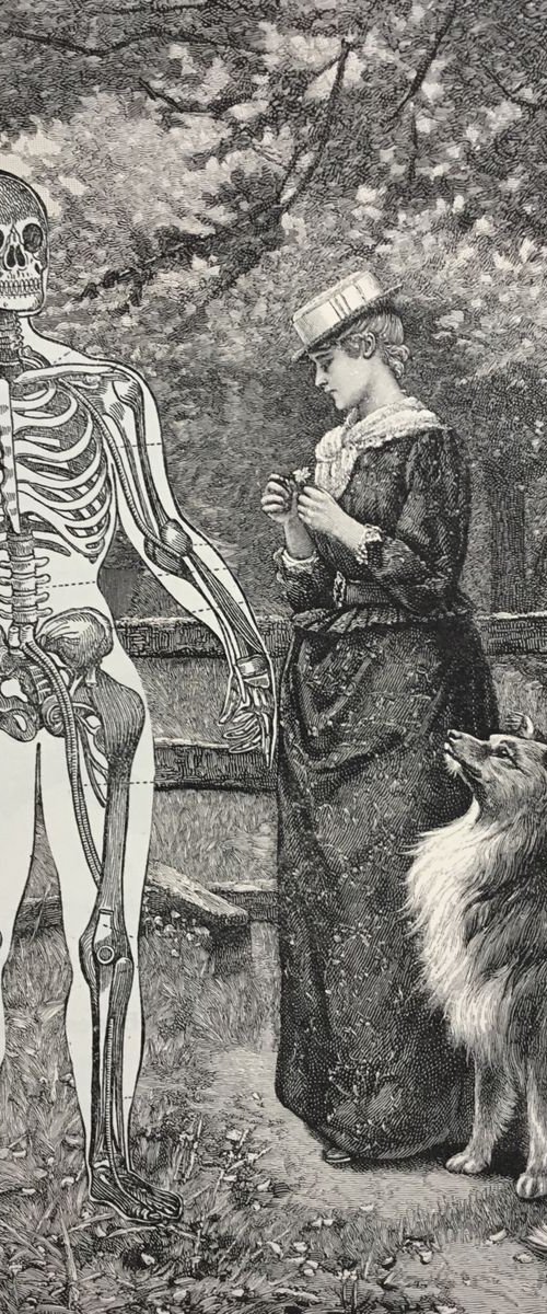 Skeleton by Tudor Evans
