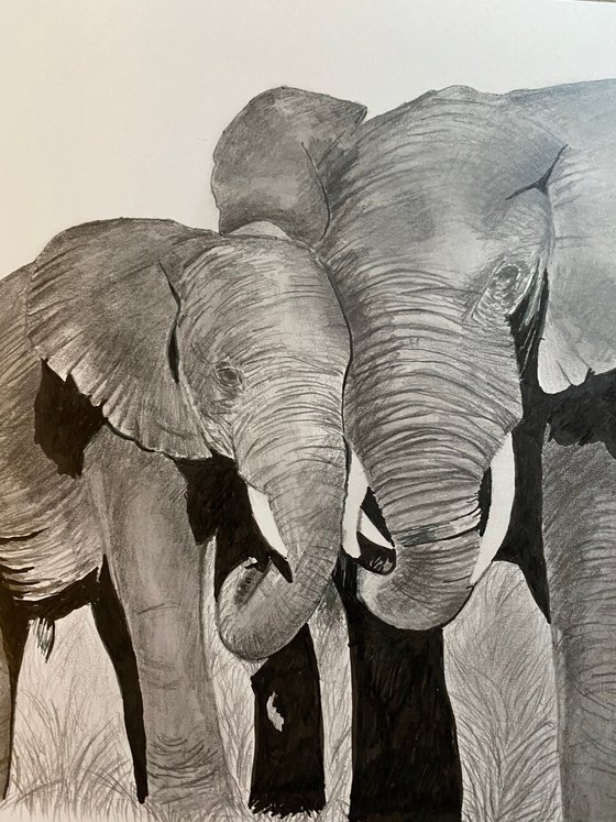 Elephants