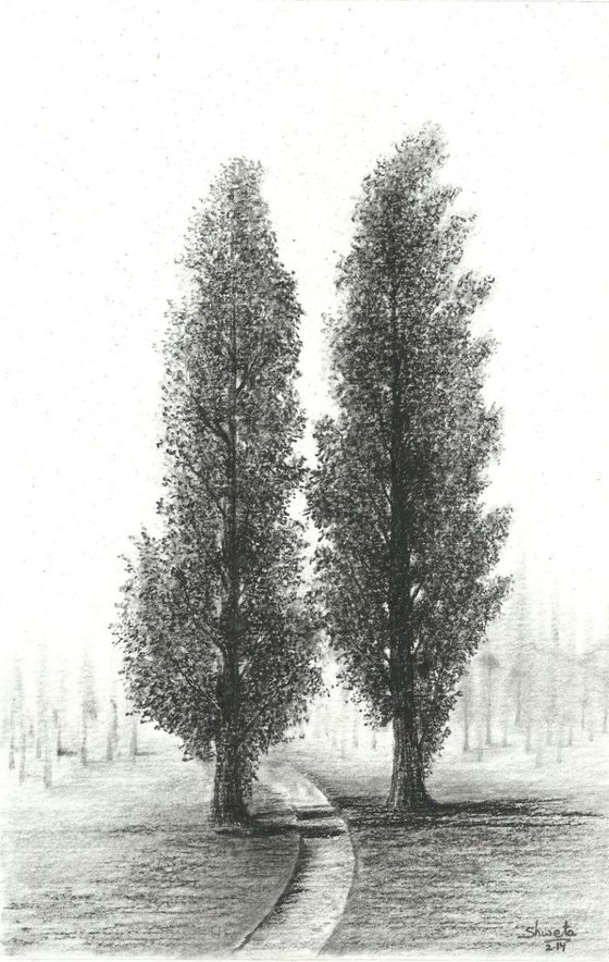 Poplar Trees