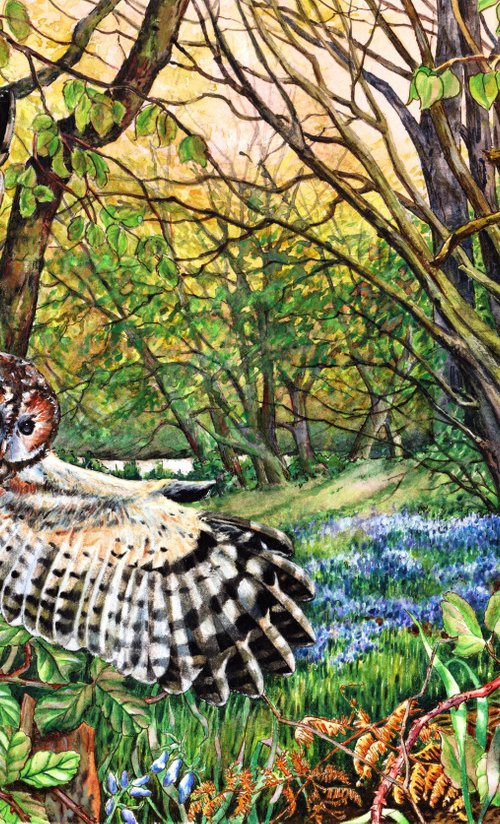 Tawny Owl and Bluebell Wood by Zoe Elizabeth Norman