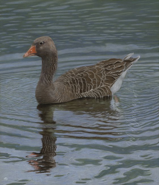 A Greylag Goose