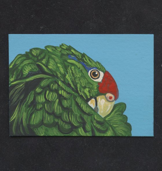 ACEO ATC Original Miniature Painting Red Crowned Amazon Parrot Pet Bird Art-Carla Smale