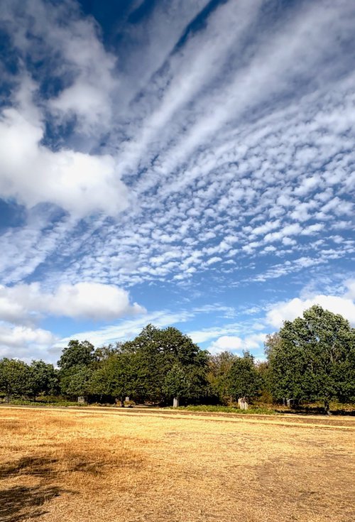 Summer Trails by Samira Malik