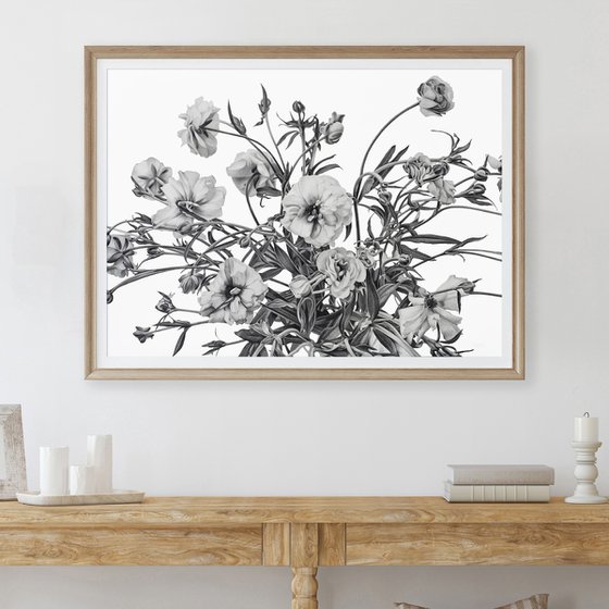 Butterfly Ranunculus Flowers
