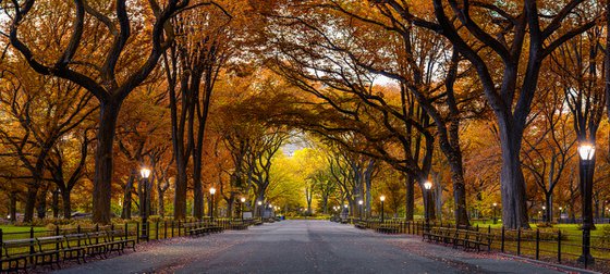 Autumnal Park