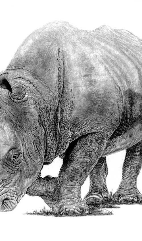 White Rhino by Paul Stowe