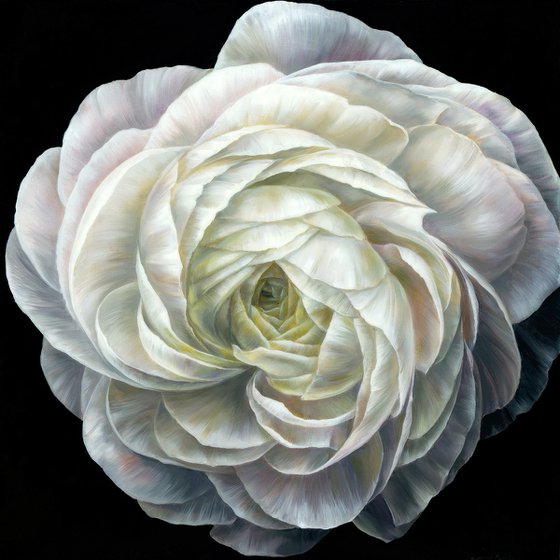 Ranunculus - print, original gift, White flower