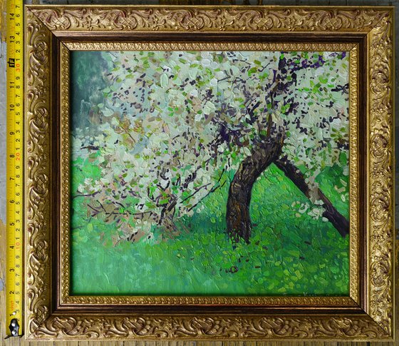 The cherry tree is in bloom