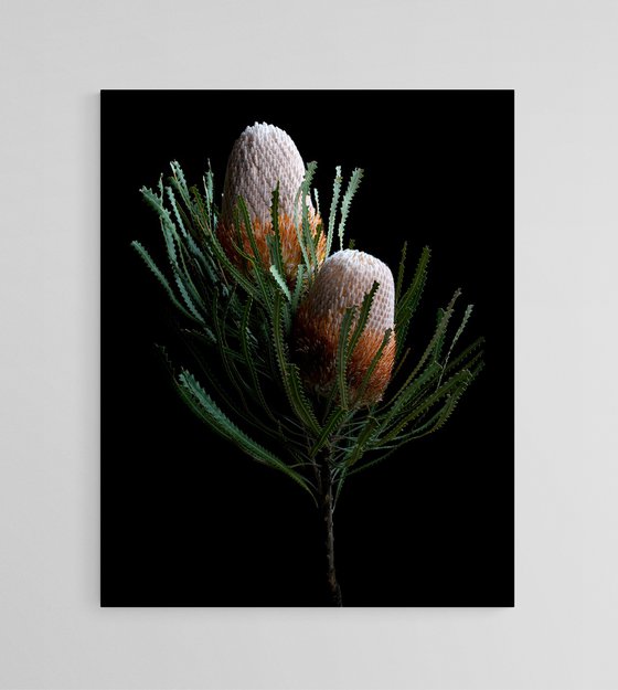 Banksia Prionotes