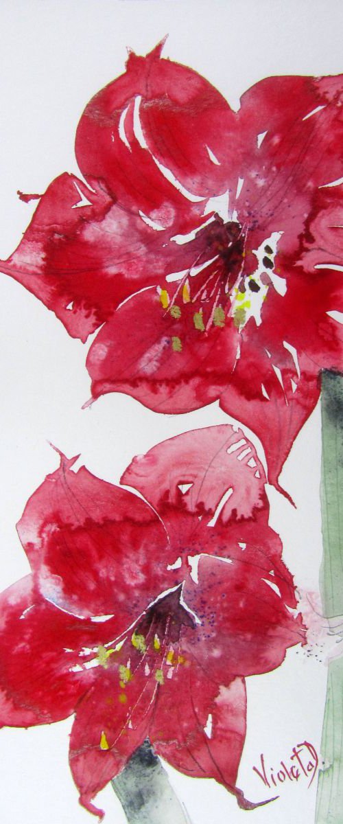 Red Amaryllis (Hippeastrum species) 2 by Violeta Damjanovic-Behrendt