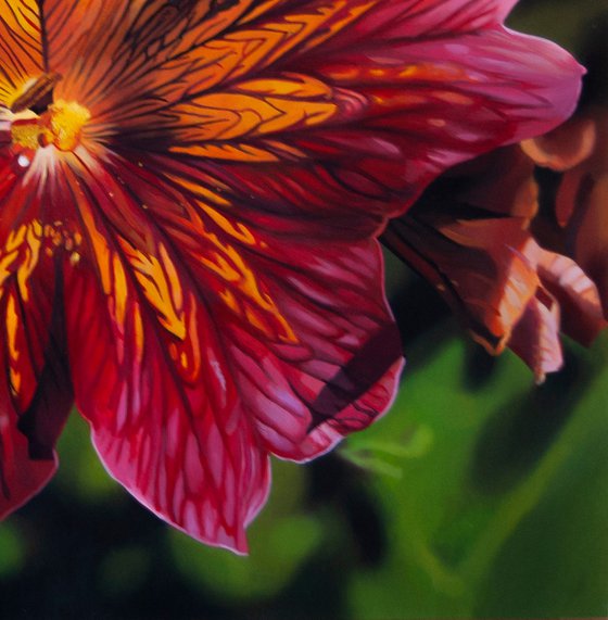 Salpiglossis