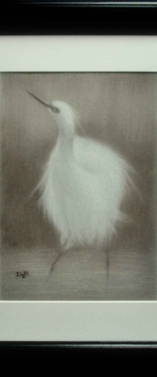 Snowy Egret by Daniela Roughsedge