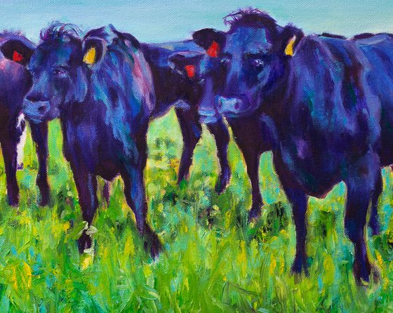 Black Angus Beauties