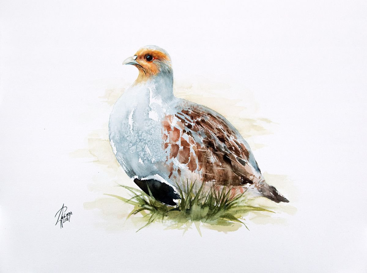 Grey Partridge (Perdix perdix) Watercolour: Andrzej Rabiega | Artfinder