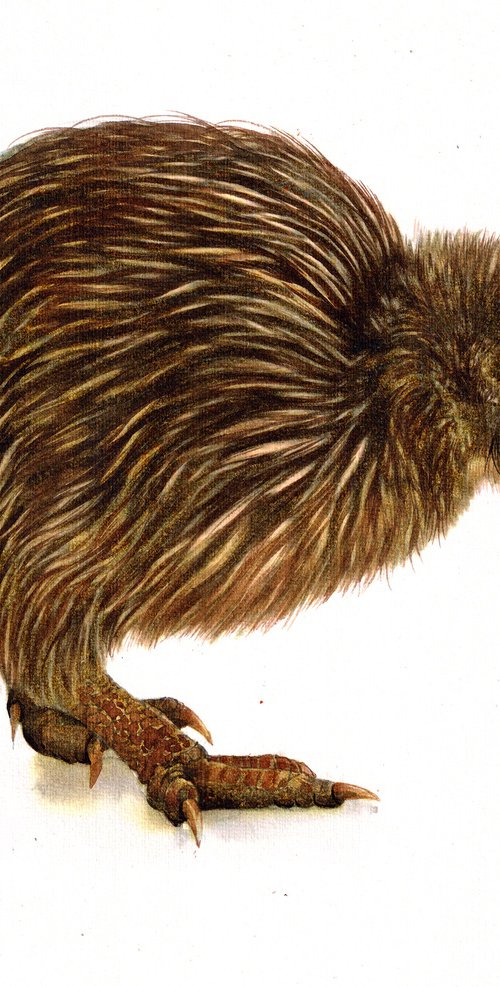 KIWI BIRD by REME Jr.