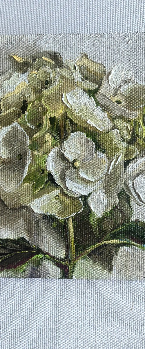 White hydrangea by Leyla Demir