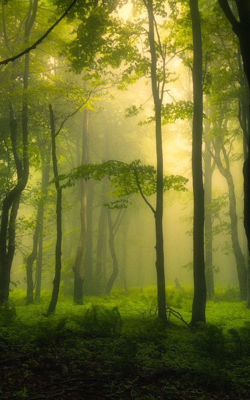 When the sun came into our kingdom by Janek Sedlar