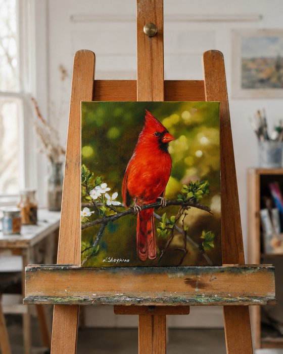 Red Cardinal