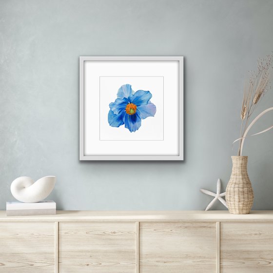 Blue poppy. Original watercolor artwork