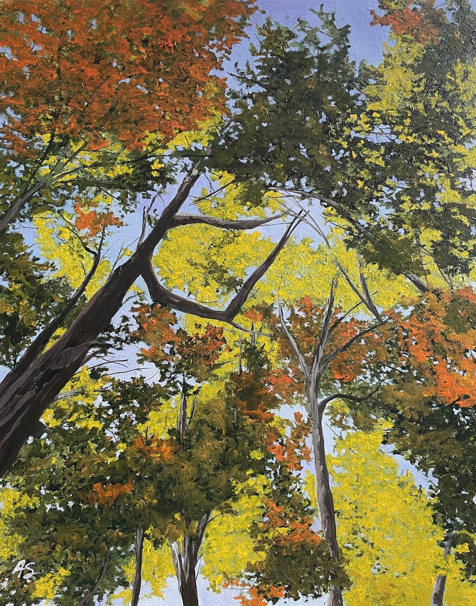 Tree Canopy by Anne Shaughnessy