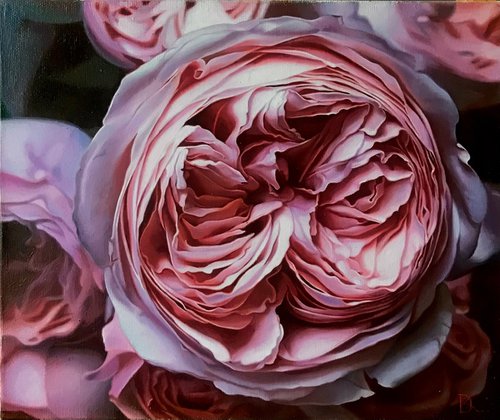 Pink roses by Darya Klunnikova