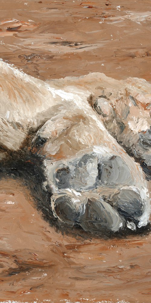 Sleepy dog paws by Tracey Walker