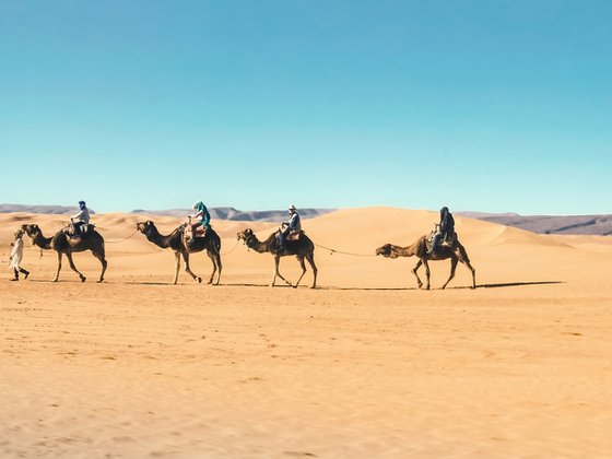 SAHARA CAMELS