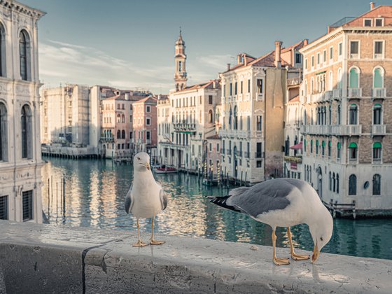 VENICE, THE NATURE