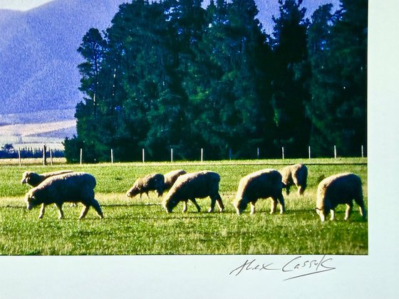 Grazing on the Canterbury Plain