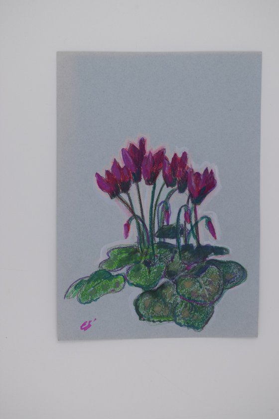 Cyclamen