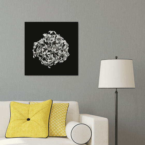 Narcissus from above