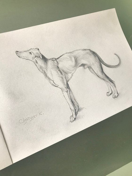 Greyhound