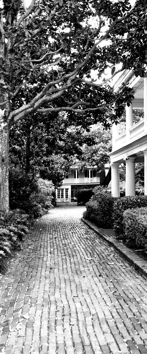 TAKE A WALK ON SERENITY Charleston SC by William Dey